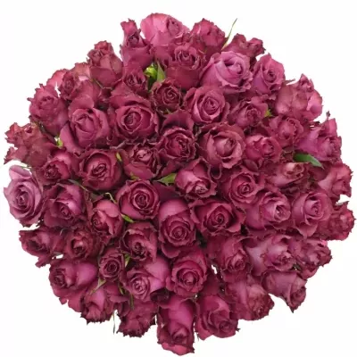 Kytice 55 vínových růží BLUEBERRY 50cm