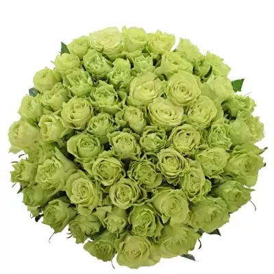 Kytice 55 zelených růží CAMOUFLAGE! 50cm