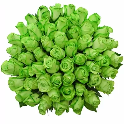 Kytica 55 zelených ruží GREEN snowstorm + 80cm