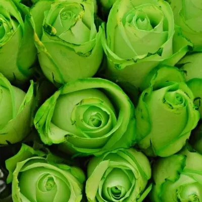 Kytica 55 zelených ruží GREEN snowstorm + 40cm