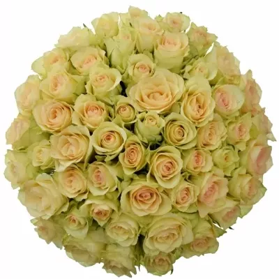 Kytice 55 zelených růží KIWI@ 40cm