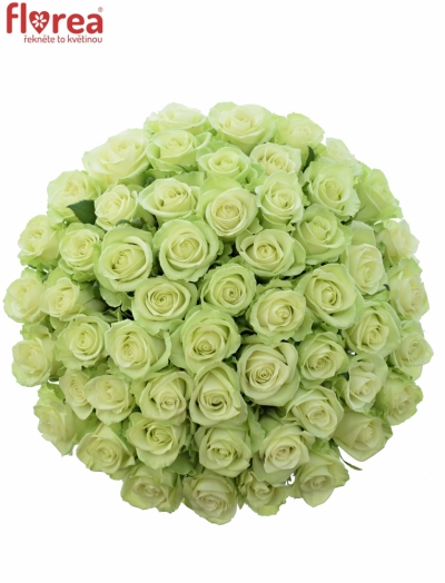 Kytice 55 zelených růží NOELLE! 70cm