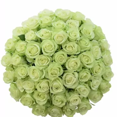 Kytice 55 zelených růží NOELLE! 50cm