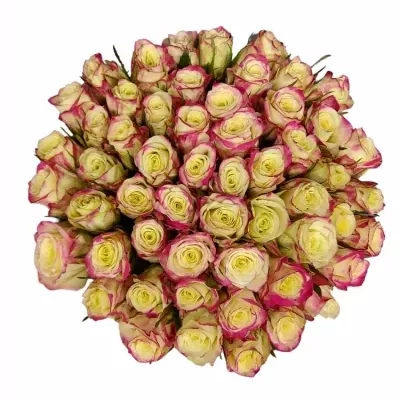 Kytice 55 žíhaných růží ALISON