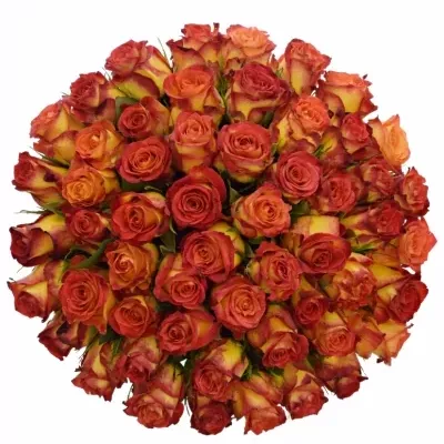 Kytice 55 žíhaných růží CATCH 70cm