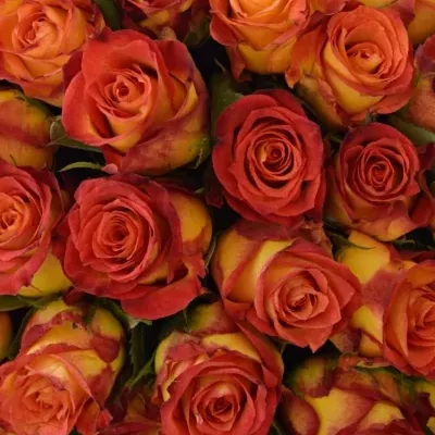 Kytice 55 žíhaných růží CATCH