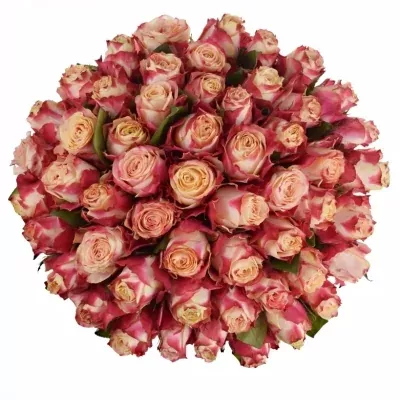 Kytice 55 žíhaných růží CHAPEAU 60cm