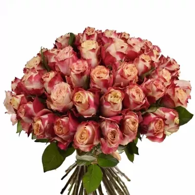 Kytice 55 žíhaných růží CHAPEAU