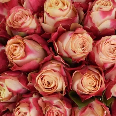 Kytice 55 žíhaných růží CHAPEAU