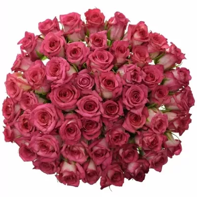 Kytice 55 žíhaných růží CLARION 50cm