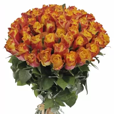 Kytice 55 žíhaných růží DOWNTOWN!