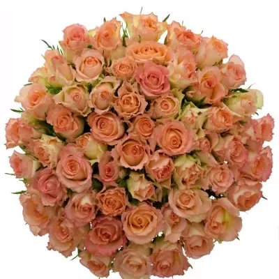 Kytice 55 žíhaných růží DUETT 50 cm