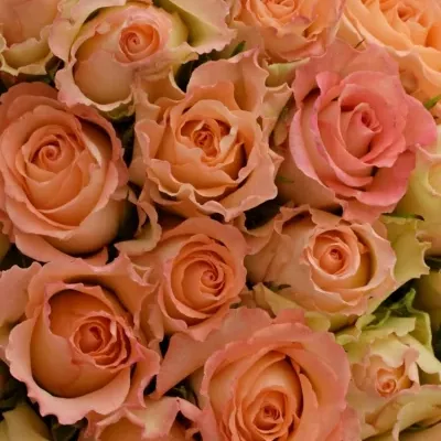 Kytice 55 žíhaných růží DUETT 50 cm