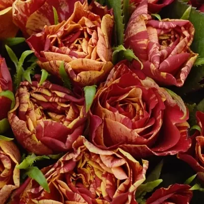 Kytice 55 žíhaných růží FIRE CRACKER 50cm