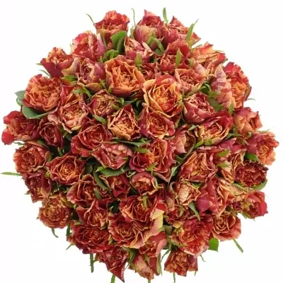 Kytice 55 žíhaných růží FIRE CRACKER 50cm