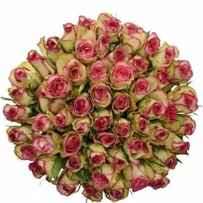 Kytice 55 žíhaných růží GLOW! 50cm