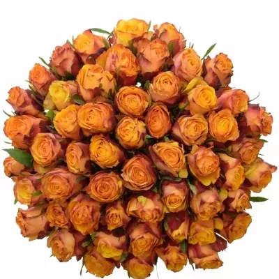 Kytice 55 žíhaných růží GRANADA 40cm