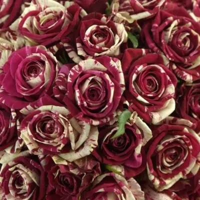 Kytice 55 žíhaných růží HARLEQUIN
