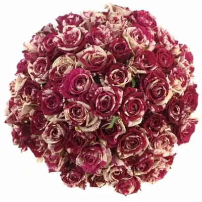 Kytice 55 žíhaných růží HARLEQUIN 40cm