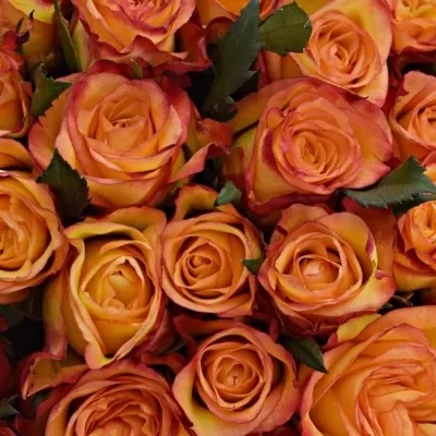 Kytice 55 žíhaných růží HIGH & MAGIC 40cm