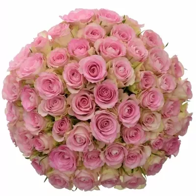 Kytice 55 žíhaných růží LOVELY JEWEL 50cm