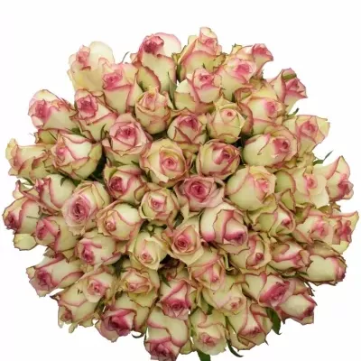 Kytice 55 žíhaných růží MONET 50cm