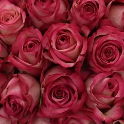 Kytice 55 žíhaných růží MYSTELLE 50cm