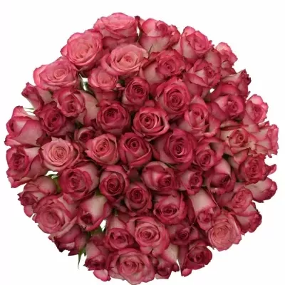 Kytice 55 žíhaných růží MYSTELLE 50cm