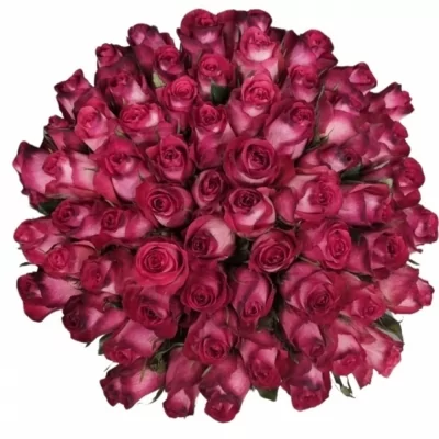 Kytice 55 žíhaných růží NICOLETTA 50 cm