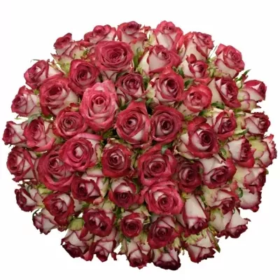 Kytice 55 žíhaných růží PARADISO 40cm