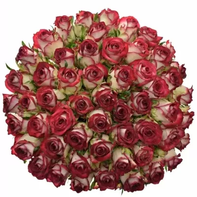 Kytice 55 žíhaných růží PARADISO 80cm