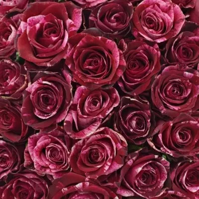 Kytice 55 žíhaných růží RED STORM