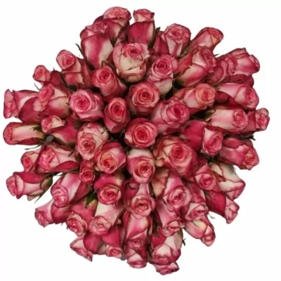Jednodruhová kytice 55 žíhaných růží SPARK CONDOR 60 cm