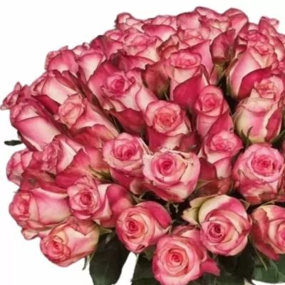 Kytice 55 žíhaných růží SPARK CONDOR