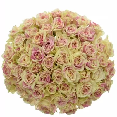 Kytica 55 žíhaných ruží SWEET HARLEQUIN 40cm