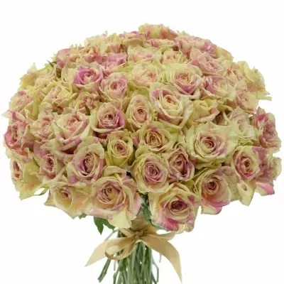 Kytice 55 žíhaných růží SWEET HARLEQUIN 50cm