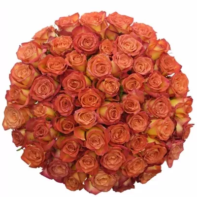 Kytice 55 žíhaných růží UTOPIA 70cm