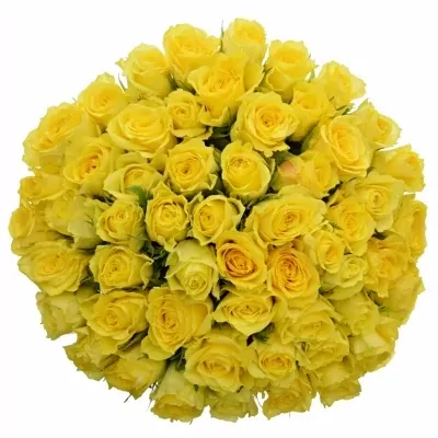 Kytice 55 žlutých růží GOLDEN TOWER 50 cm