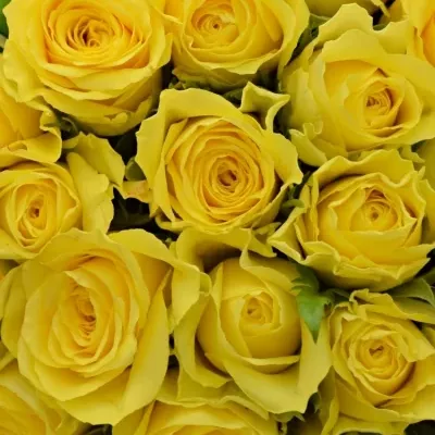 Kytice 55 žlutých růží GOLDEN TOWER 50 cm