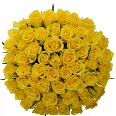 Kytice 55 žlutých růží JACKPOT 60cm