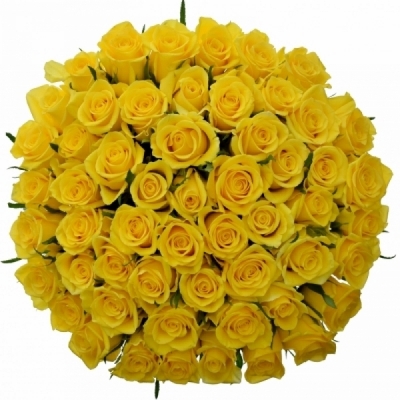 Kytice 55 žlutých růží JACKPOT