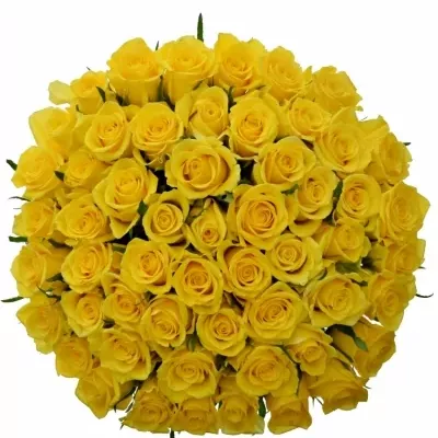 Kytice 55 žlutých růží MOONWALK 50 cm