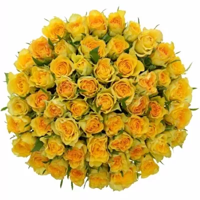 Kytice 55 žlutých růží PACO! 40cm