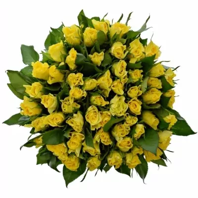 Kytice 55 žlutých růží SUNNY SHER 40cm