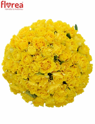 Kytice 55 žlutých růží VIVA 50cm