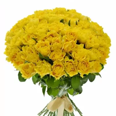 Kytice 55 žlutých růží VIVA