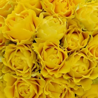 Kytice 55 žlutých růží VIVA