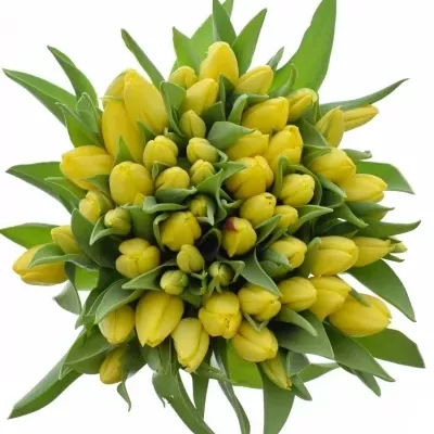 Jednodruhová kytice 55 žlutých tulipánů STRONG GOLD