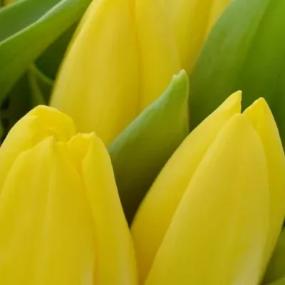 Kytice 55 žlutých tulipánů STRONG GOLD