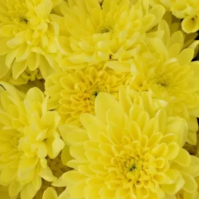 Kytice 7 chryzantém BALTICA YELLOW